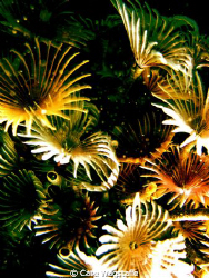 one of the last dives on Blackbeard's was a very shallow ... by Cate Wagstaffe 